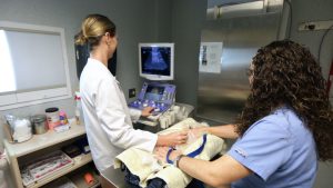 ultrasound assisting