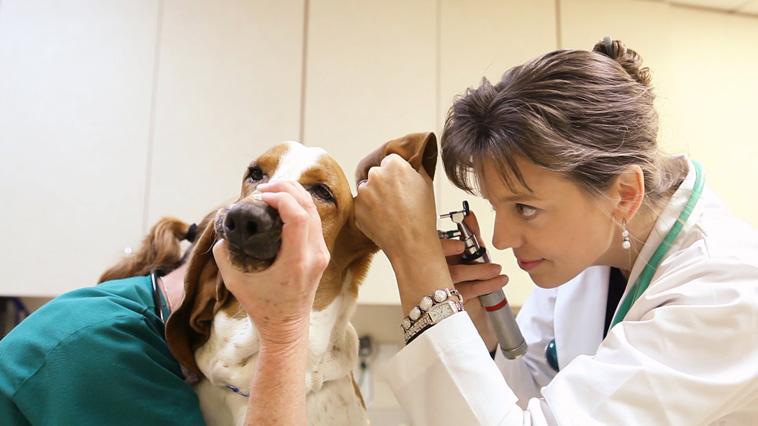 Veterinary medical conditions